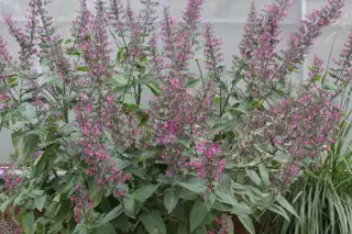 Lepechinia hastata
