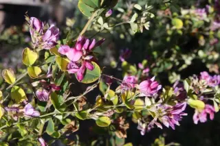 Lespedeza bicolor 'Summer Beauty'