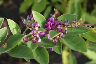 Lespedeza buergeri