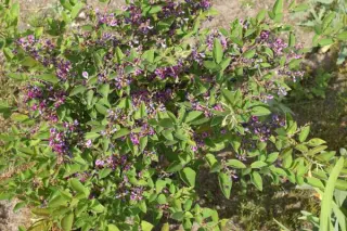 Lespedeza buergeri