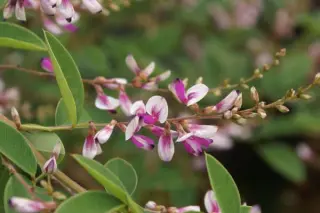 Lespedeza thunbergii 'Edo-Shibori'