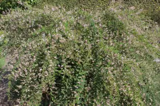 Lespedeza thunbergii 'Edo-Shibori'