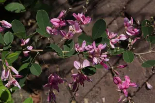 Lespedeza thunbergii 'Gibraltar'