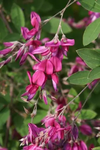 Lespedeza thunbergii