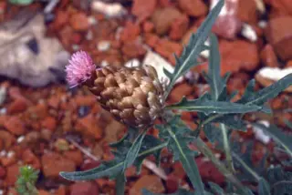 Leuzea conifera