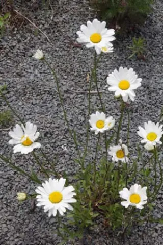 Leucanthemum graminifolium