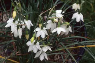 Leucojum nicaeense (syn. Acis nicaeensis)
