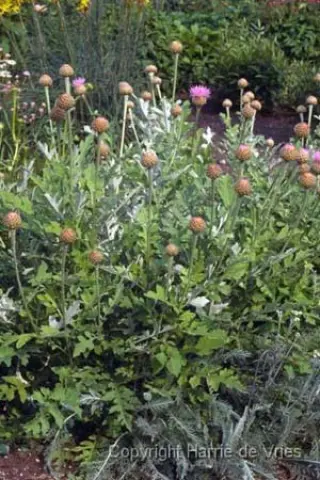Leuzea rhapontica bicknellii