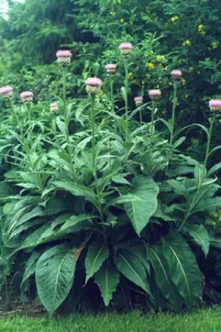 Leuzea rhapontica