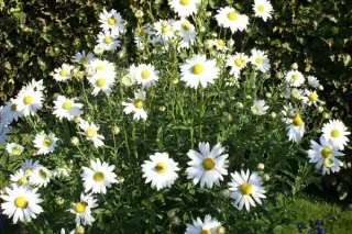 Leucanthemella serotina 'Herbststern'