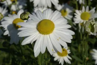 Leucanthemella serotina 'Herbststern'