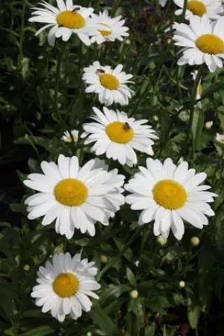Leucanthemum x superbum 'Becky'