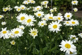 Leucanthemum x superbum 'Becky'