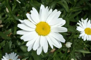 Leucanthemum x superbum 'Gruppenstolz'