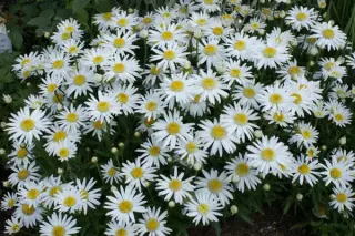 Leucanthemum x superbum 'Gruppenstolz'