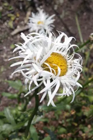 Leucanthemum x superbum 'Shapcott Gossamer'