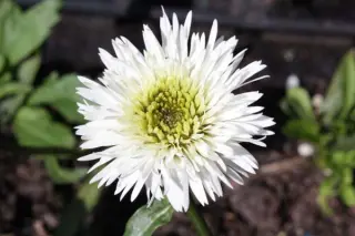 Leucanthemum x superbum 'Snehurka'