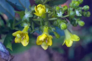 Leycesteria crocothyrsos