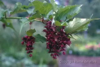 Leycesteria formosa 'Purple Rain'