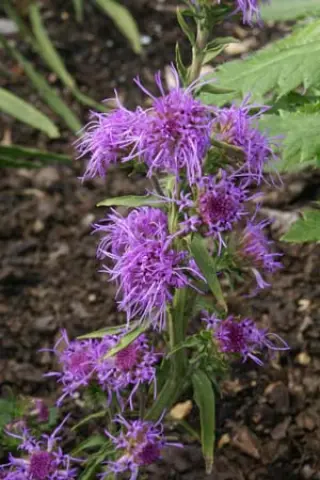 Liatris boreale (aspera x boreale)