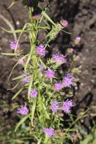 Liatris microcephala