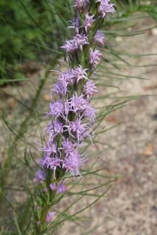 Liatris mucronata