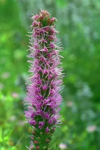 Liatris pycnostachya 'Alexander'