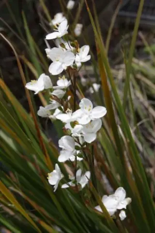Libertia 'Amazing Grace'