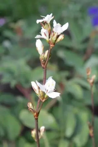Libertia formosa