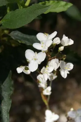 Libertia grandiflorum