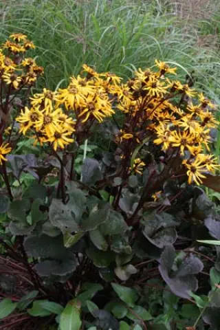 Ligularia dentata 'Britt-Marie Crawford'