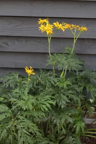 Ligularia japonica 'Chinese Dragon