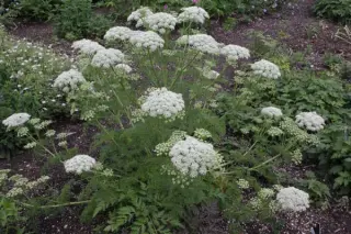 Ligusticum lucidum