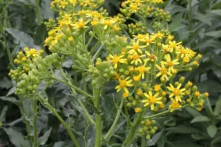 Ligularia macrophylla