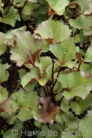 Ligularia 'Osiris Fantaisie'