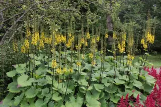Ligularia 'The Rocket'
