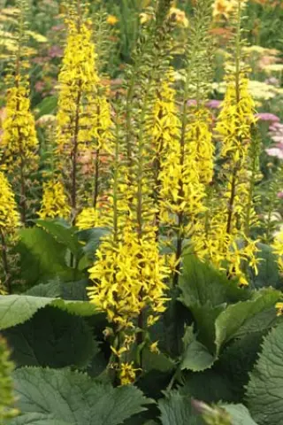 Ligularia 'The Rocket'