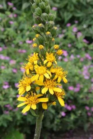 Ligularia veitchiana