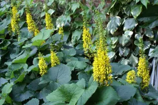 Ligularia veitchiana