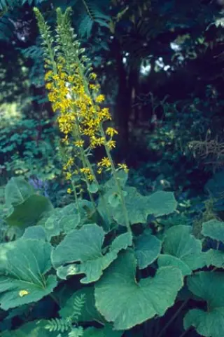 Ligularia wilsoniana
