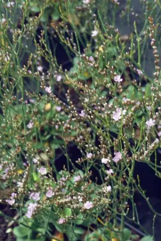 Limonium bellidifolium