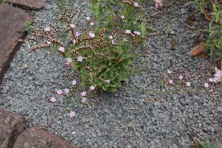 Limonium gougetianum