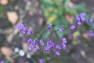 Limonium platyphyllum 'Kansas Blue'