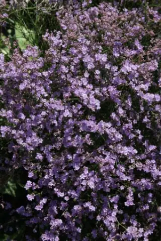 Limonium platyphyllum 'Pioneer'