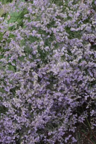 Limonium platyphyllum 'Pioneer'