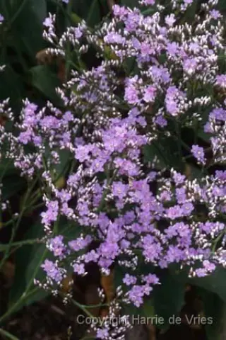 Limonium platyphyllum 'Robert Butler'