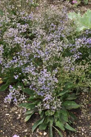 Limonium platyphyllum 'Robert Butler'