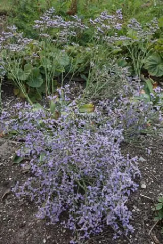Limonium platyphyllum 'Rosea'