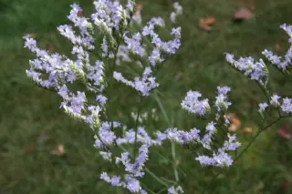 Limonium platyphyllum 'Rosea'
