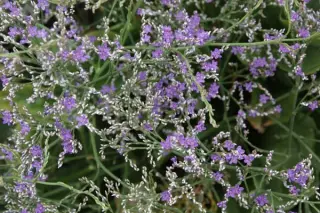 Limonium platyphyllum 'Violetta'
